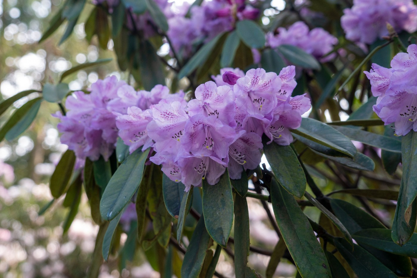 DSC09933 ����.jpg