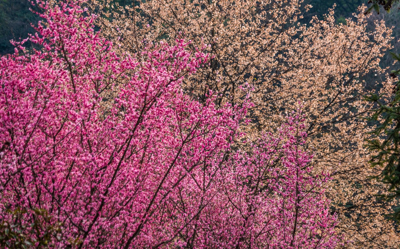 DSC09977 ����.jpg