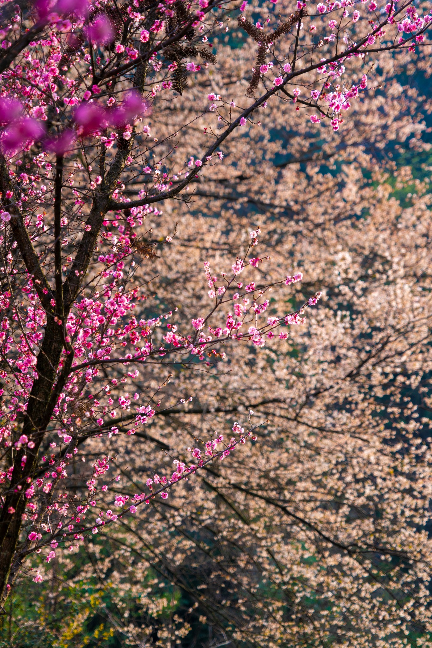 DSC09983 ����.jpg