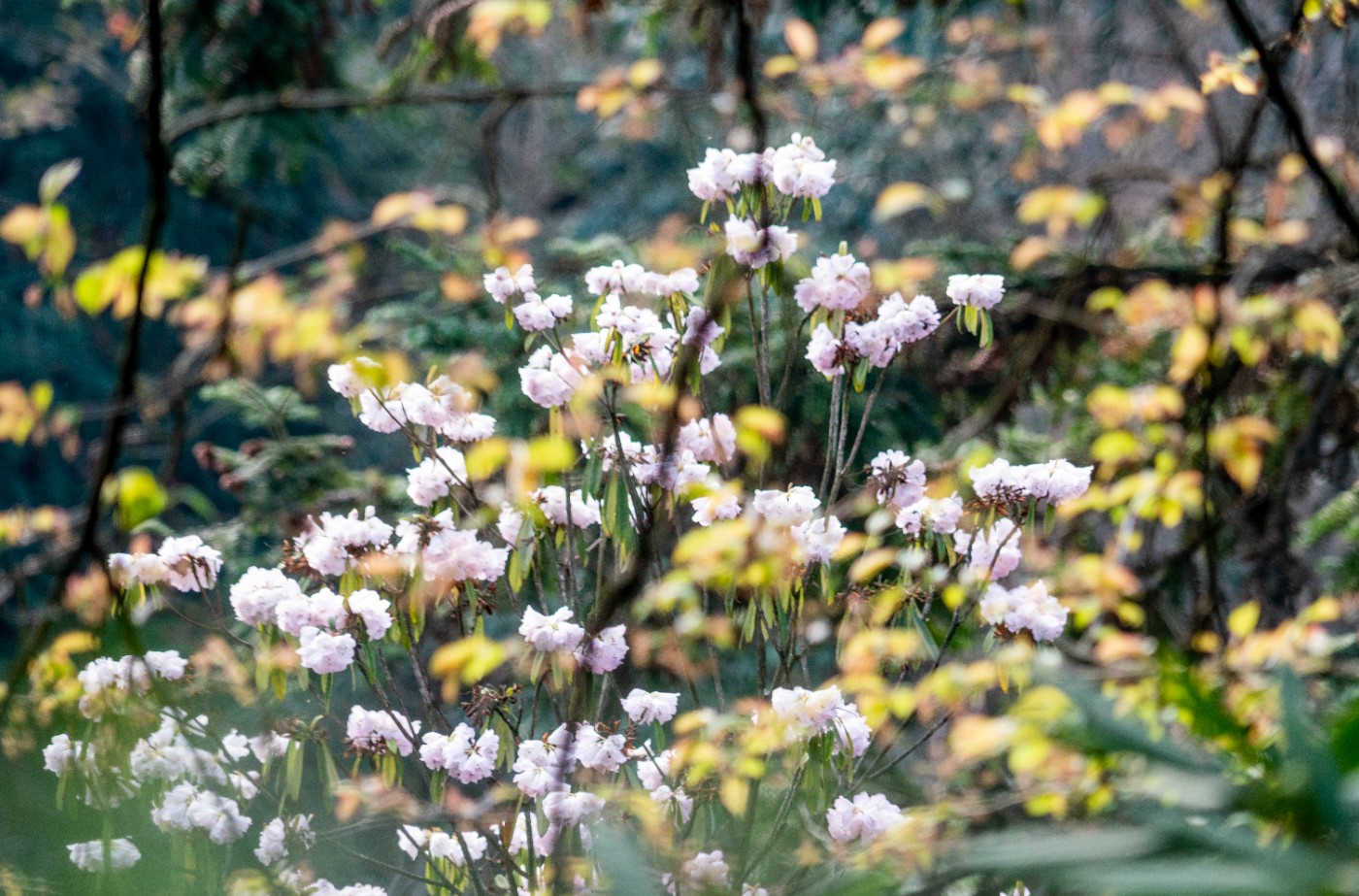 DSC09988 ����.jpg