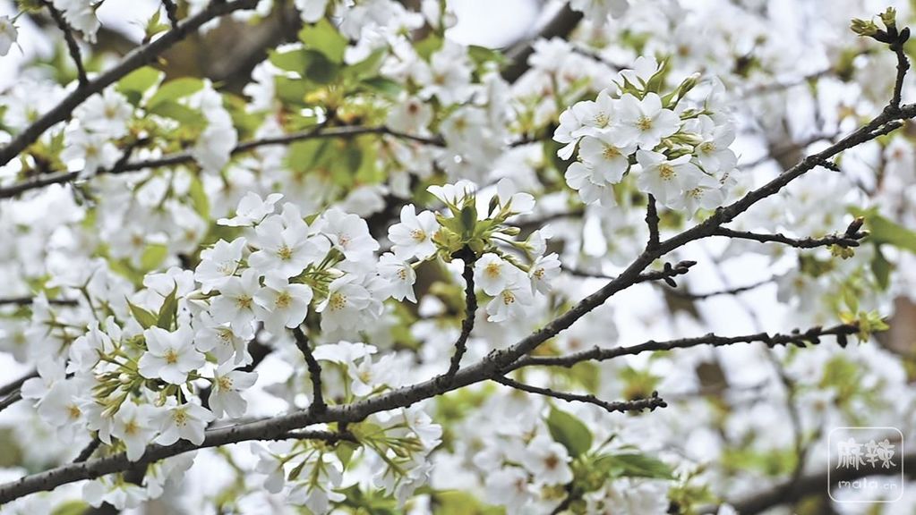 24aaf055-bf9d-4902-aafc-4a9e15bcab5e.tif.2