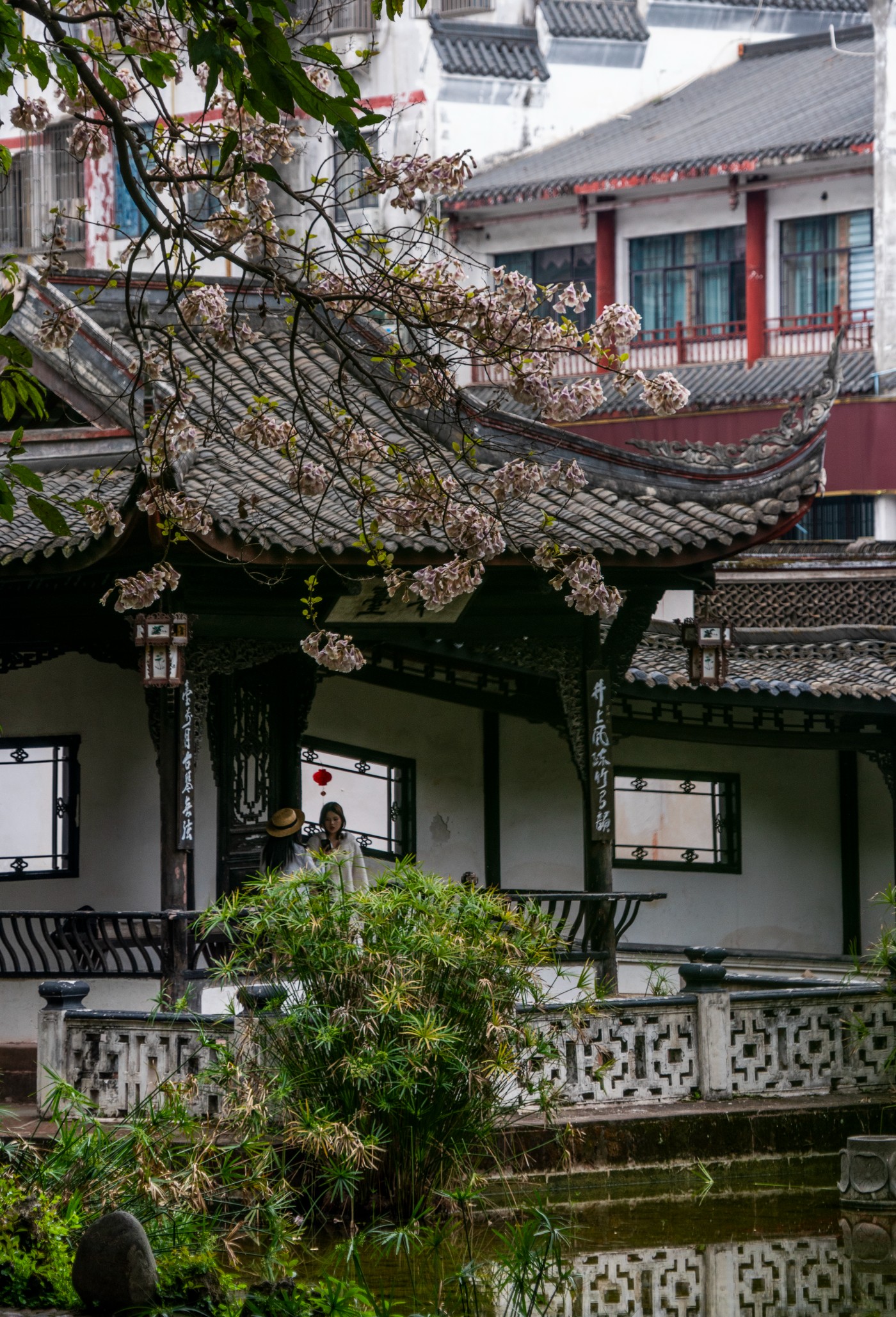 DSC00099 ����.jpg