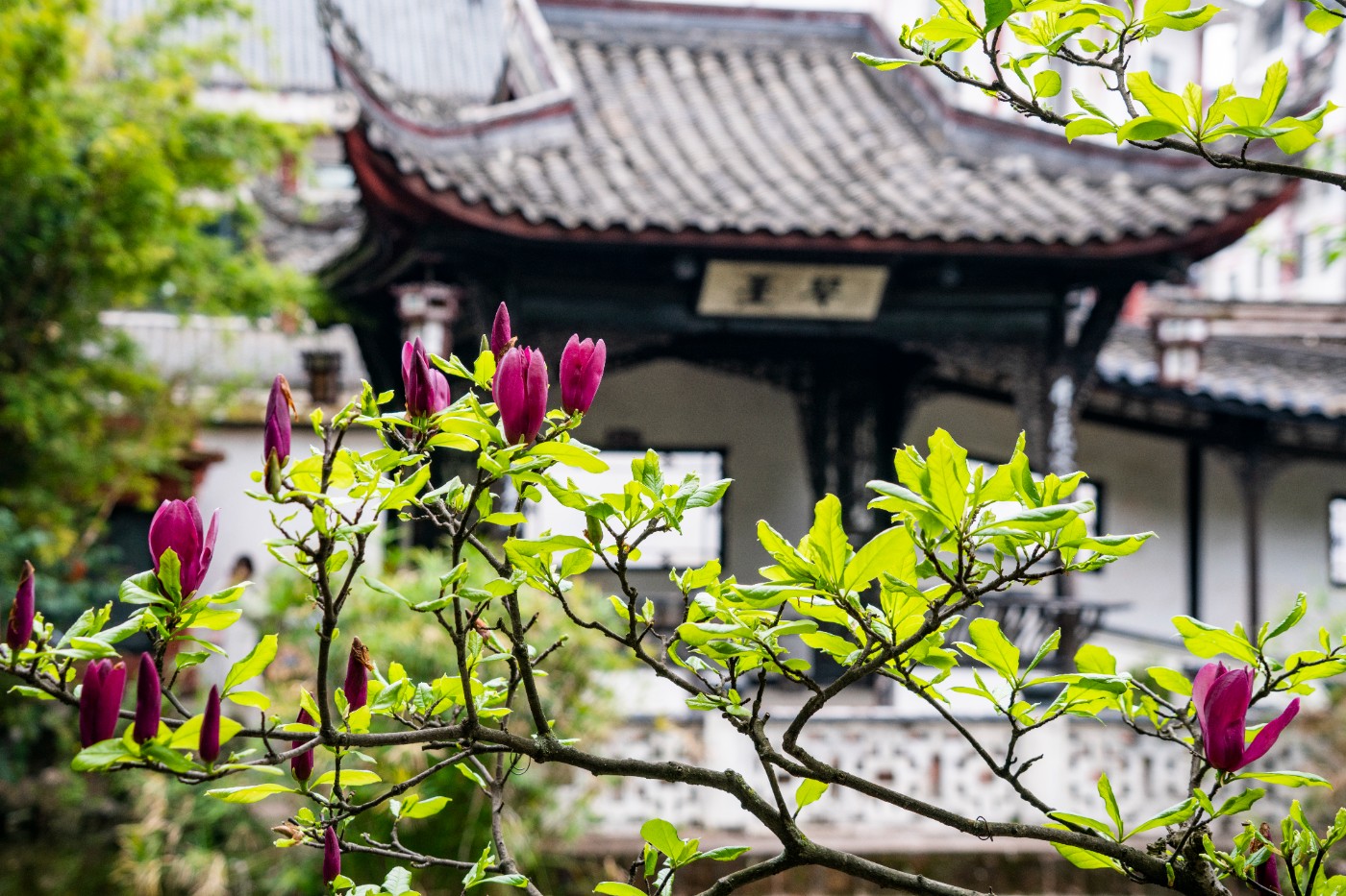 DSC00090 ����.jpg