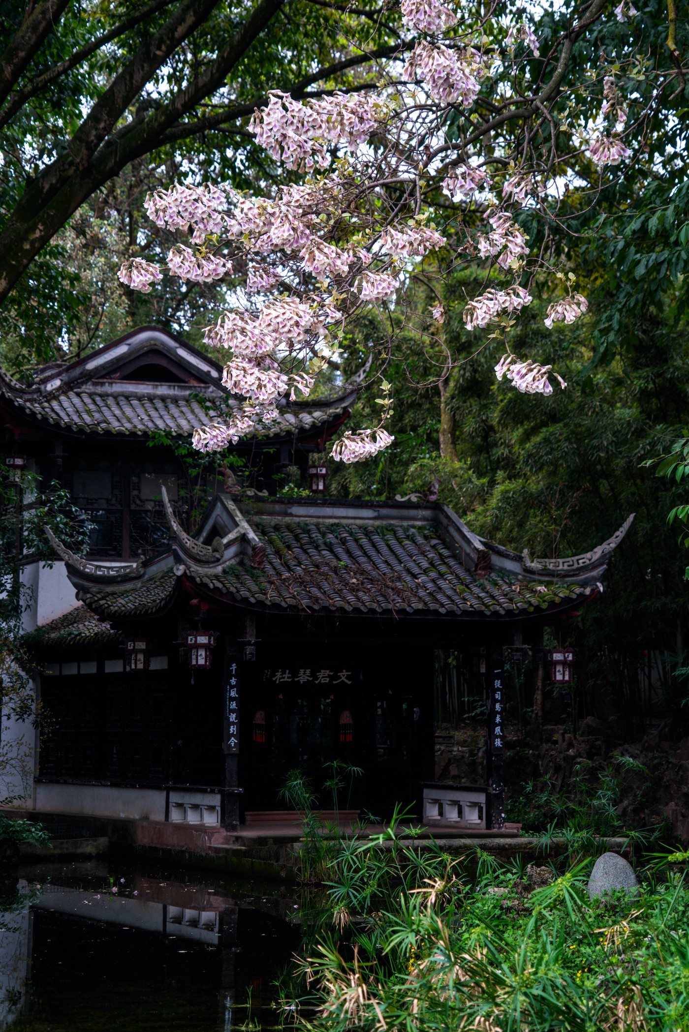 DSC00078 ����.jpg