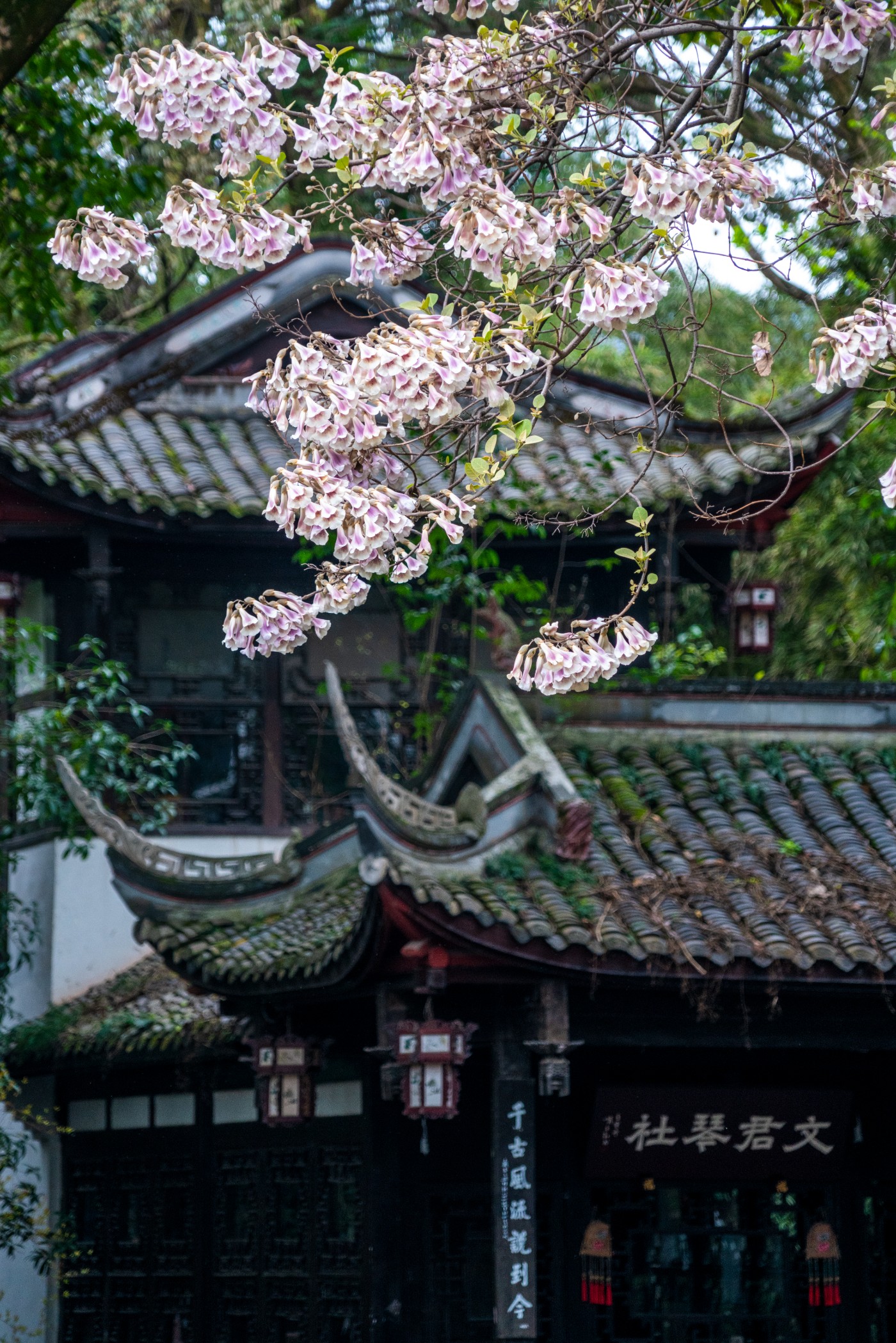 DSC00111 ����.jpg