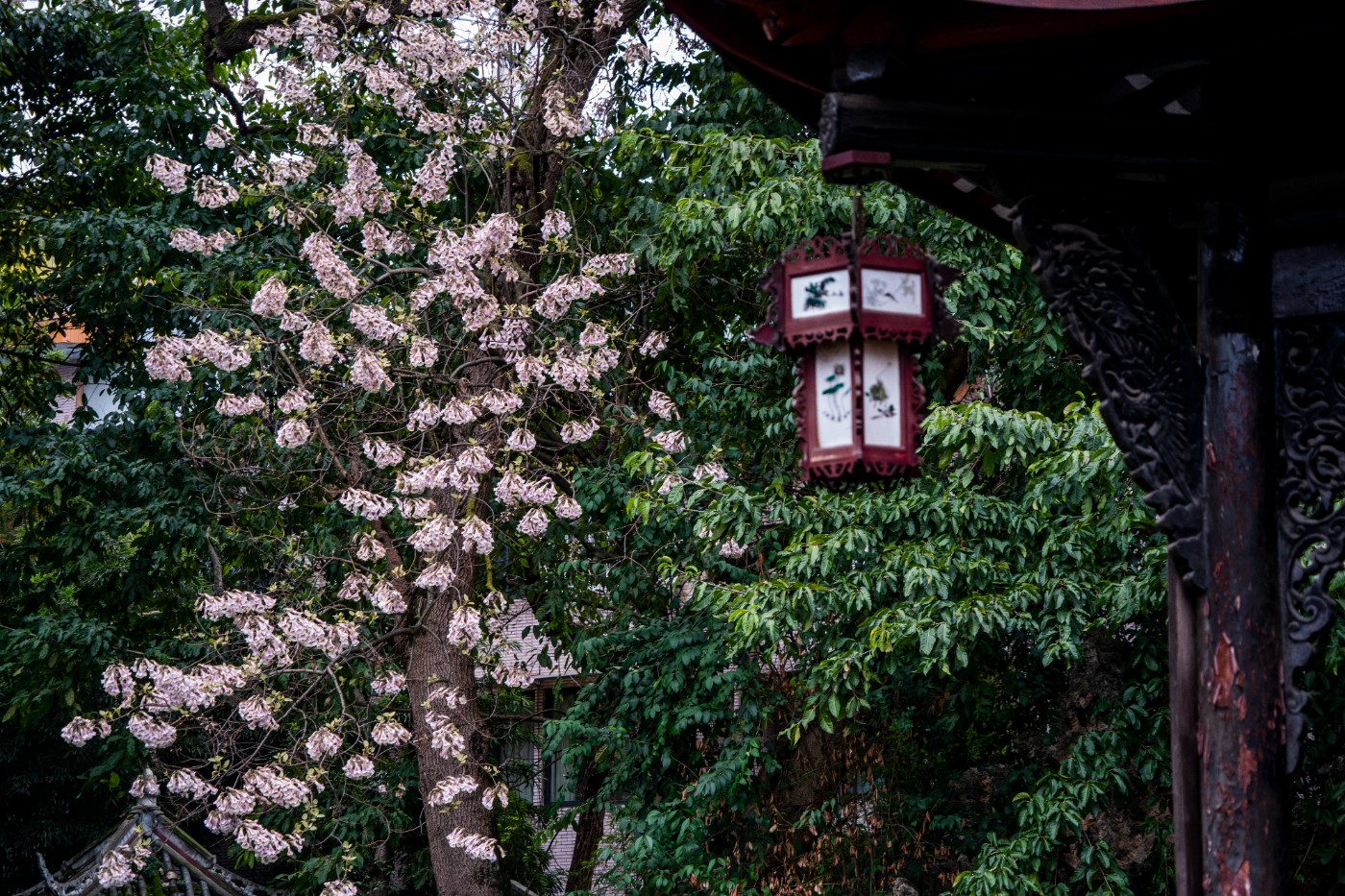 DSC00082 ����.jpg