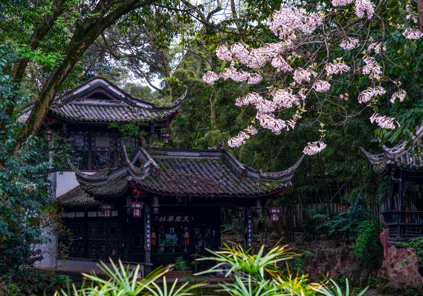 DSC00079 ����.jpg