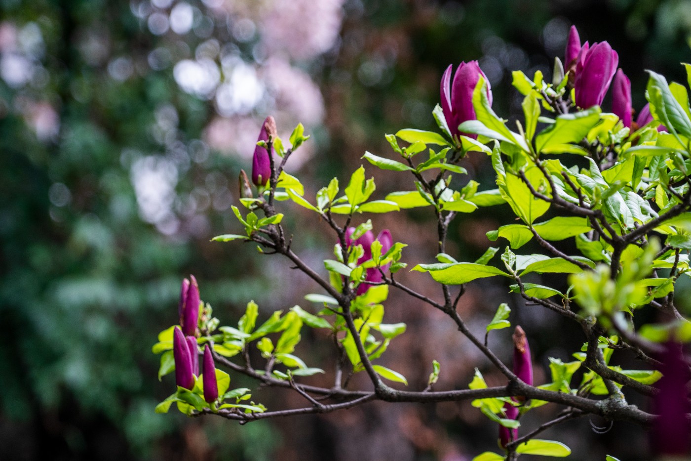 DSC00092 ����.jpg