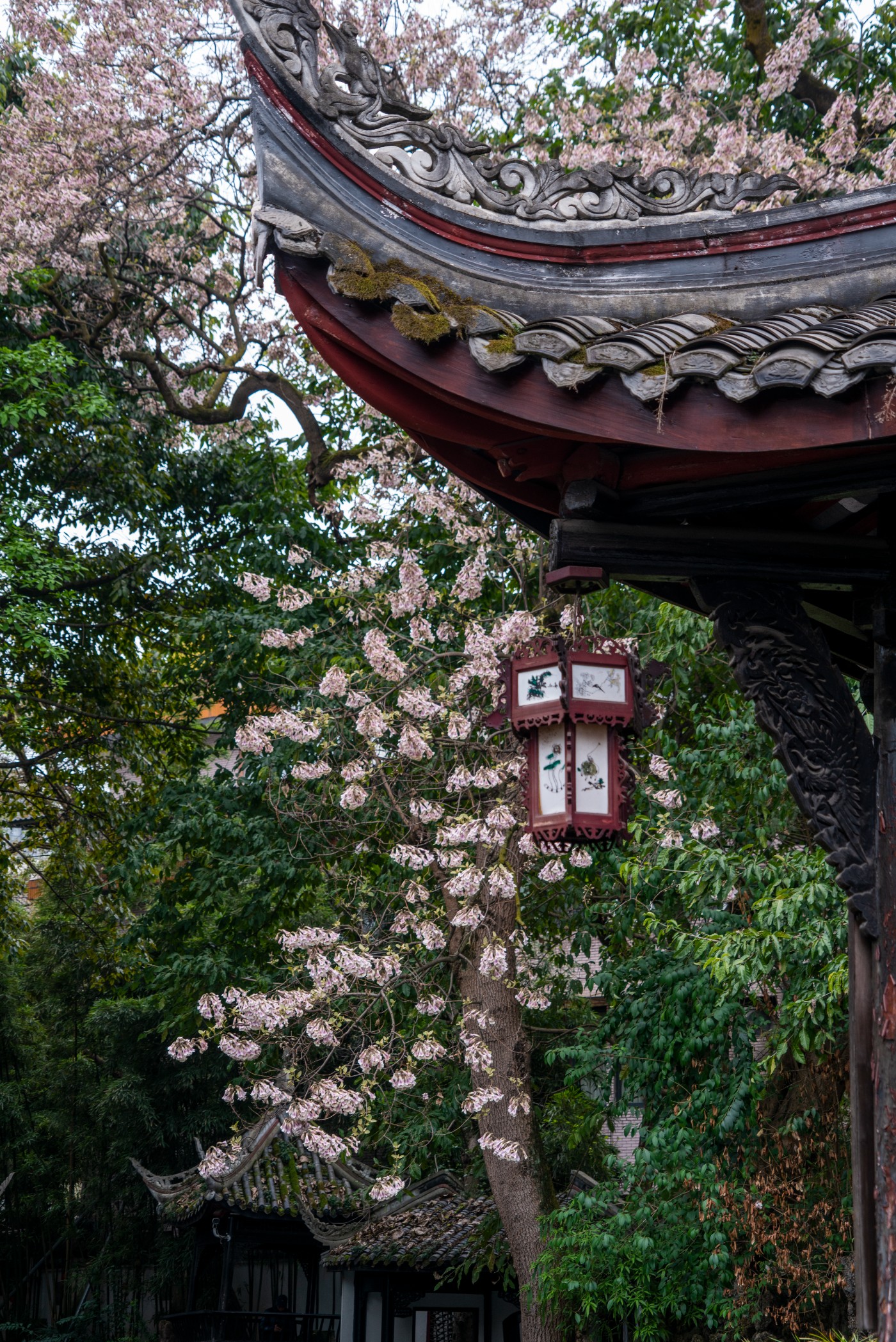 DSC00083 ����.jpg