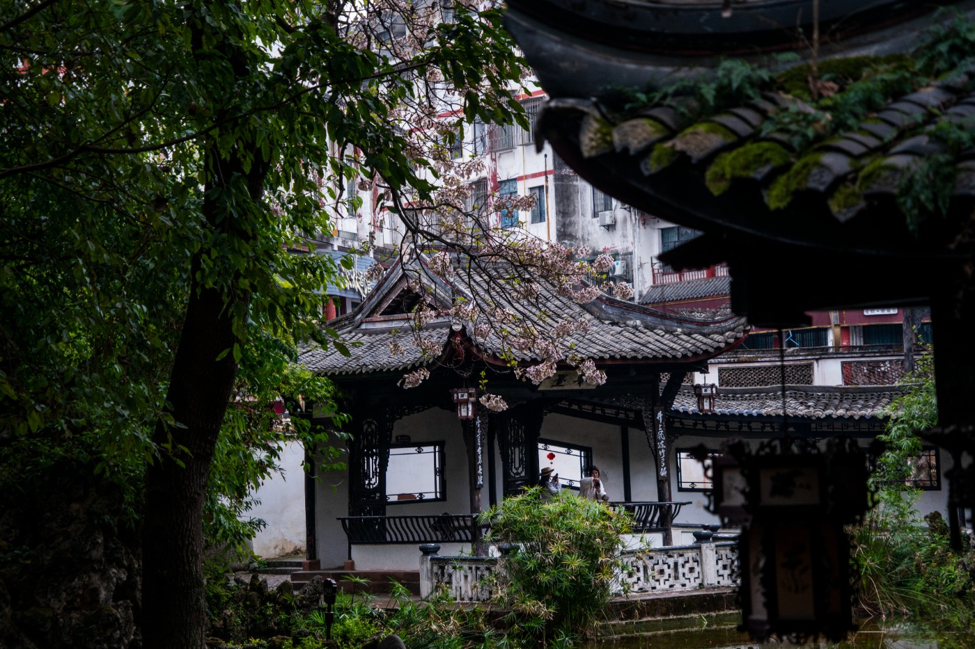 DSC00100 ����.jpg