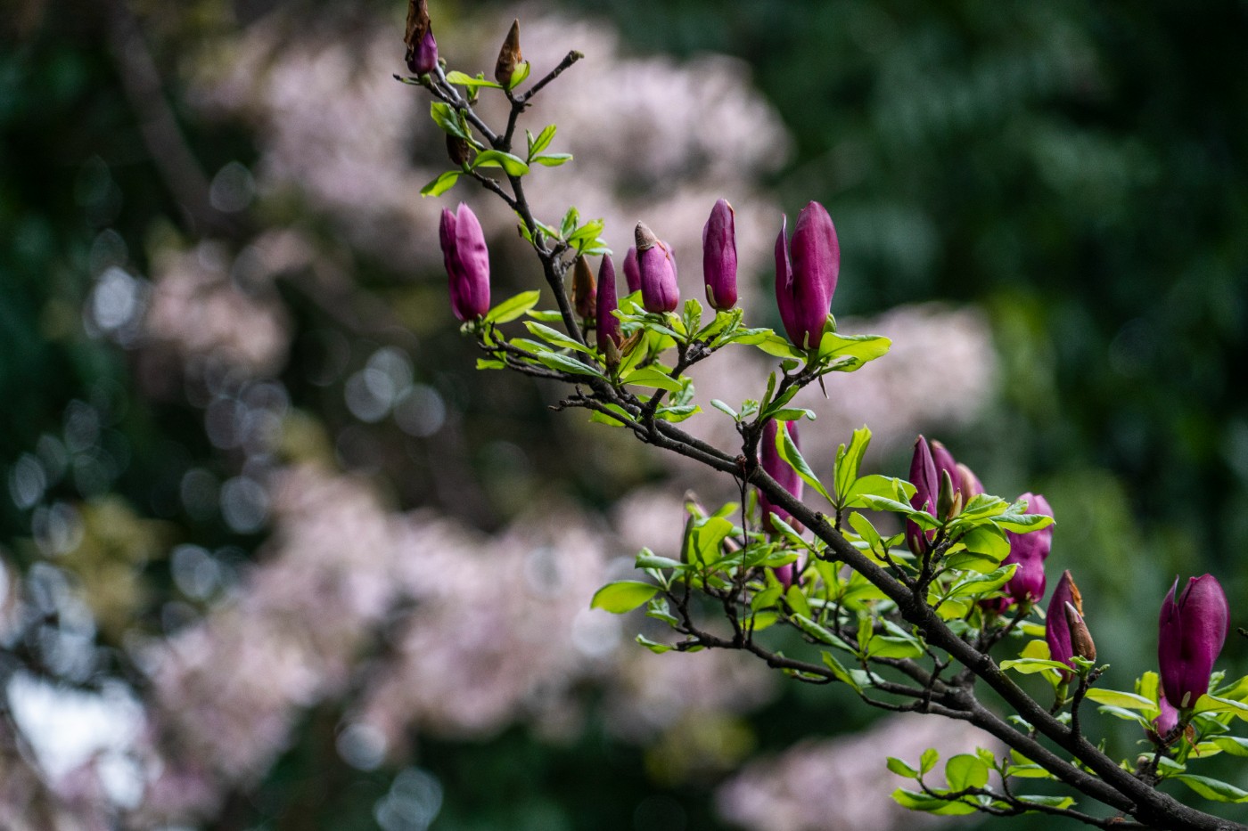 DSC00093 ����.jpg