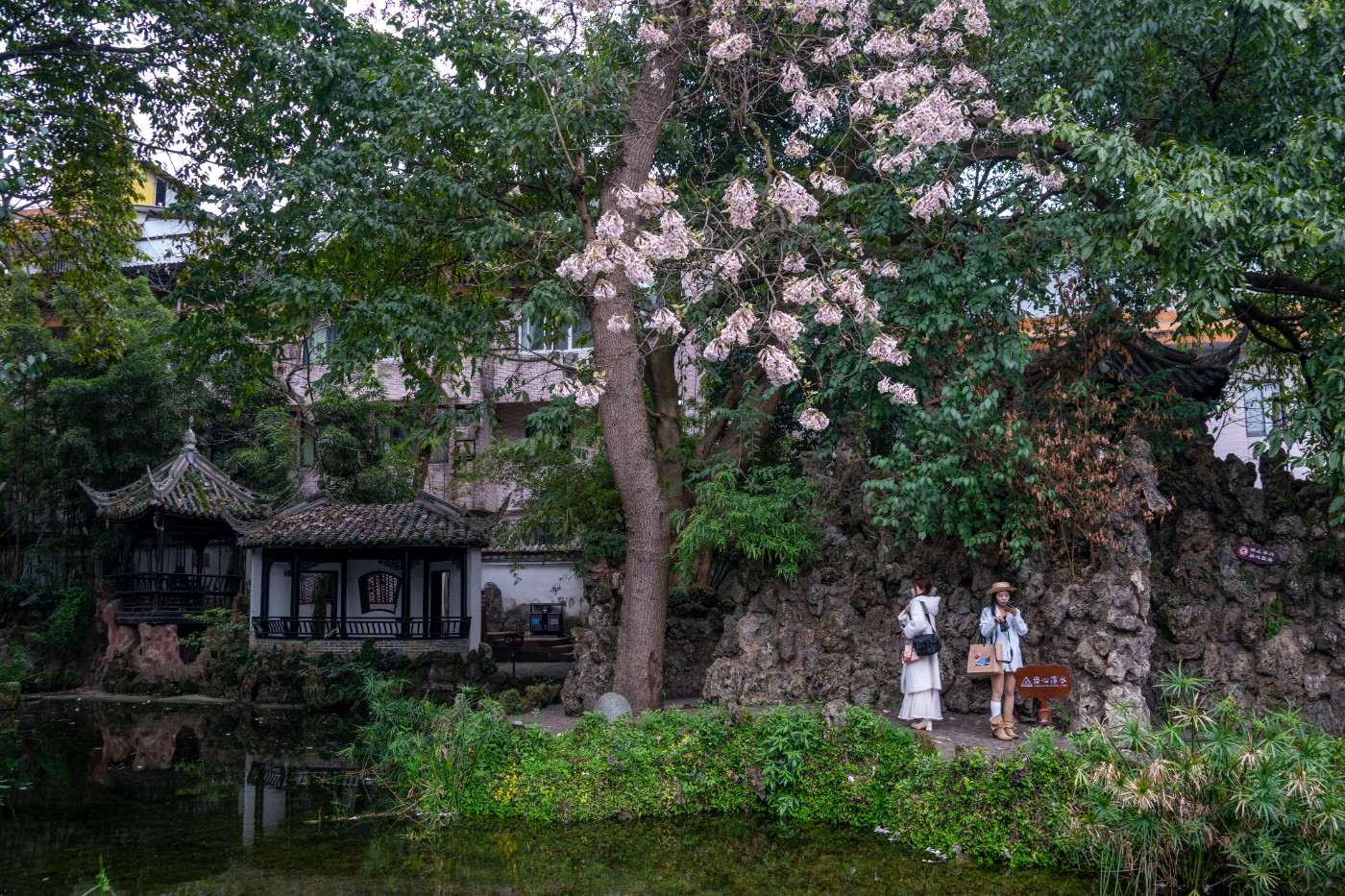 DSC00084 ����.jpg