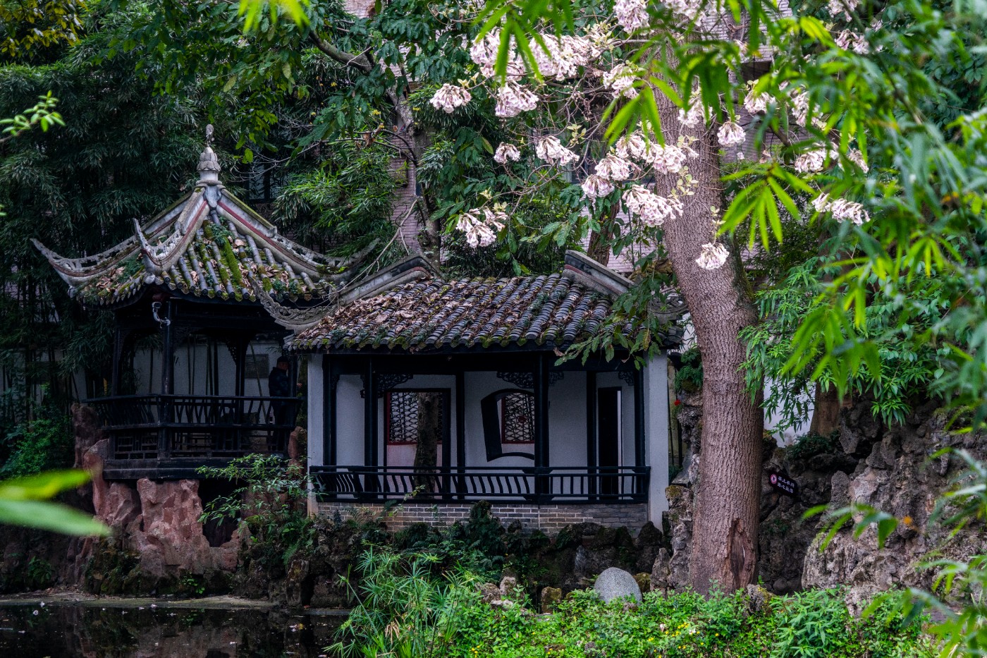 DSC00115 ����.jpg