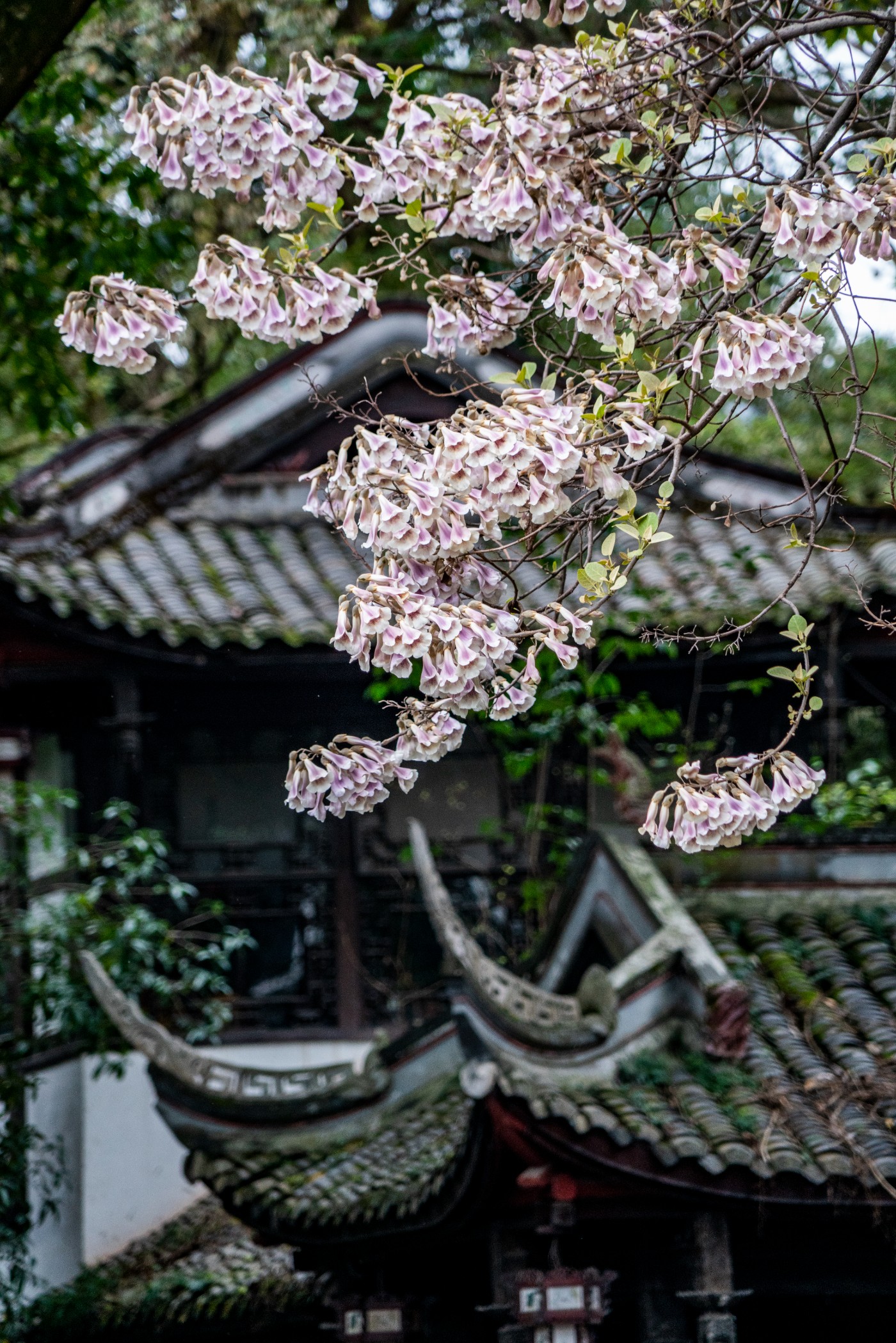 DSC00110 ����.jpg