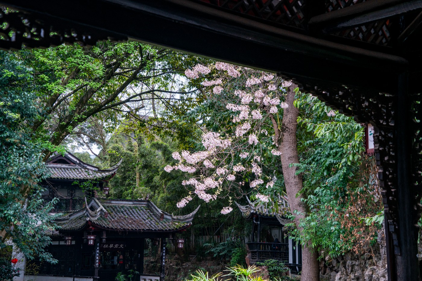 DSC00081 ����.jpg