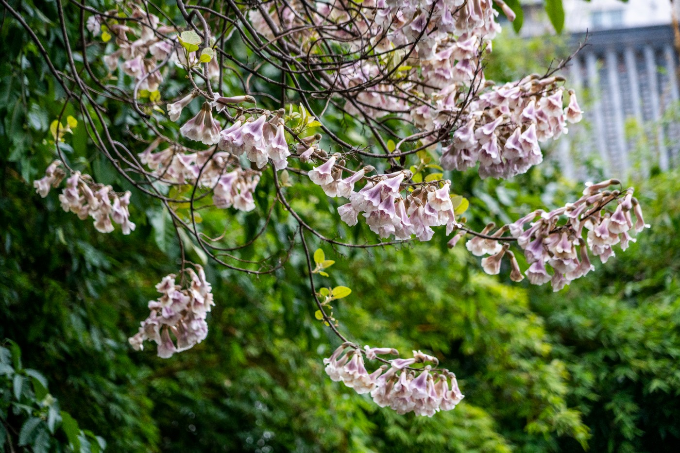 DSC00089 ����.jpg