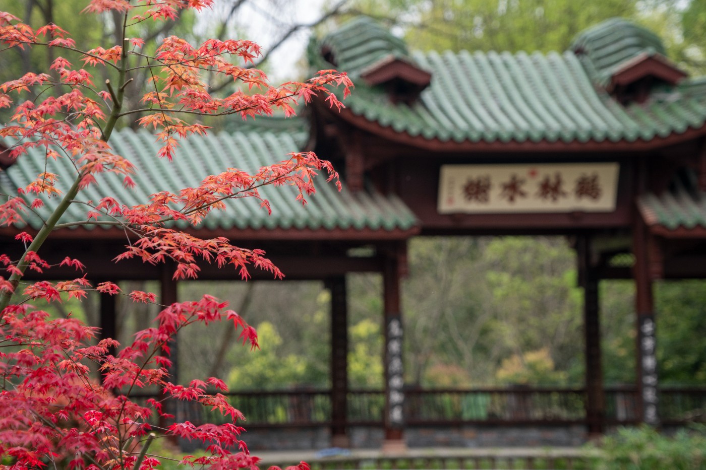 DSC00015 ����.jpg