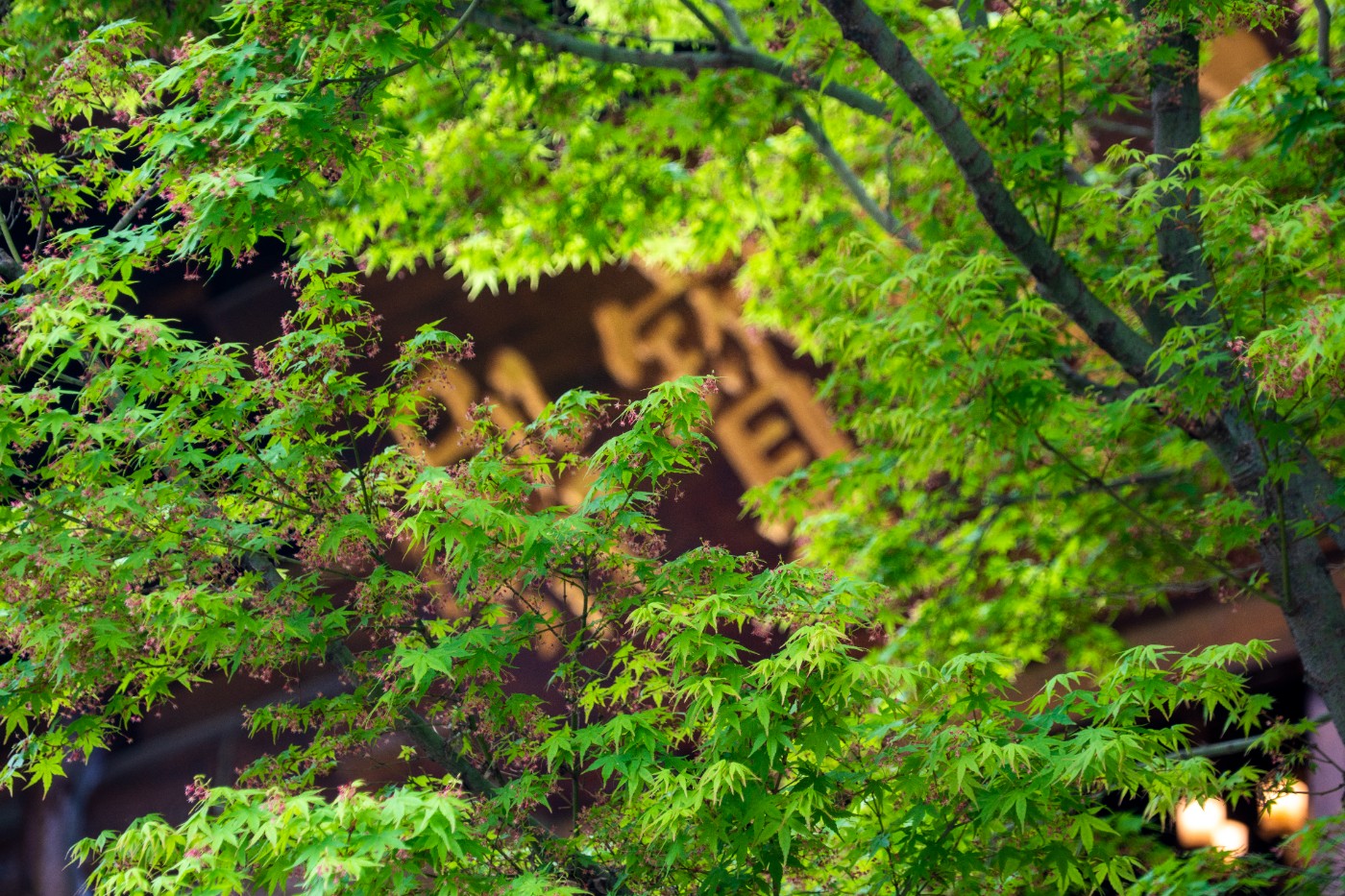 DSC00030 ����.jpg