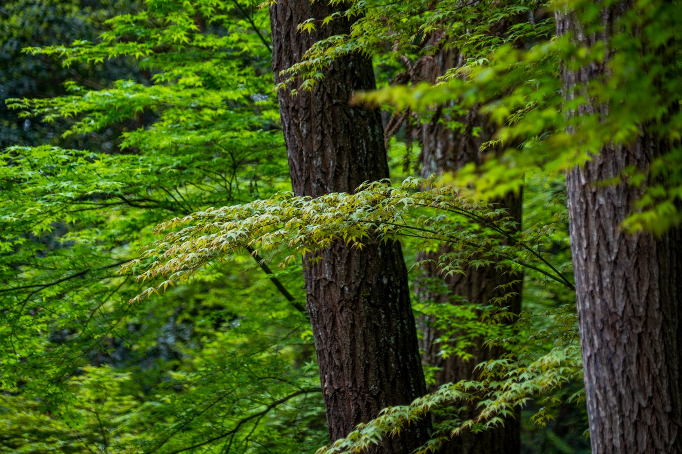 DSC00054 ����.jpg