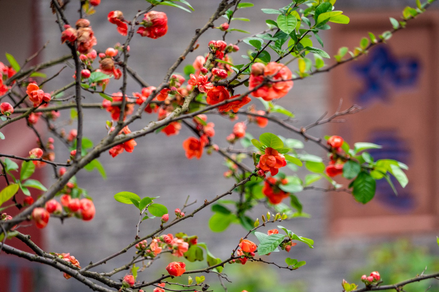 DSC00068 ����.jpg