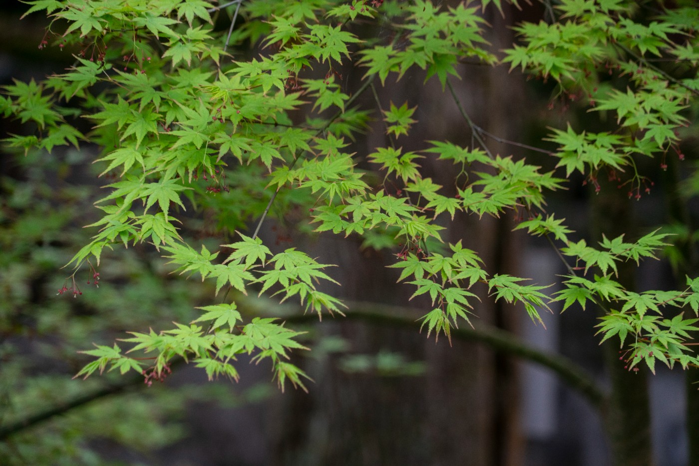 DSC00076 ����.jpg