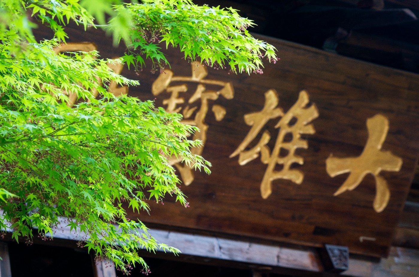 DSC00031 ����.jpg