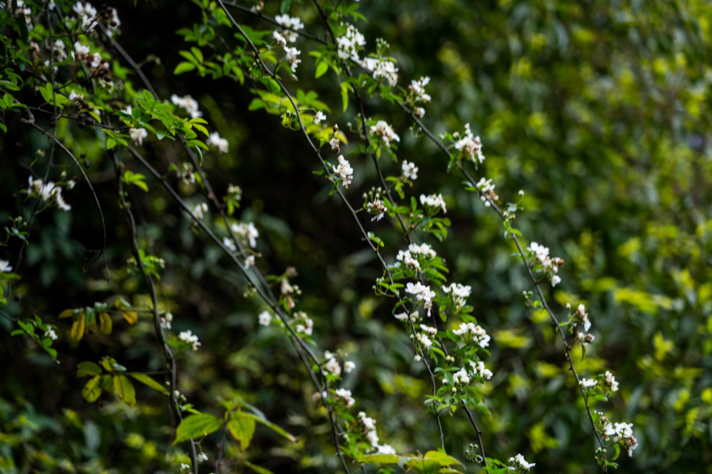 DSC00044 ����.jpg