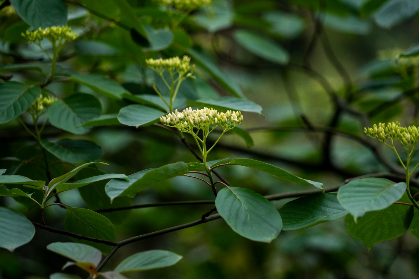 DSC00051 ����.jpg