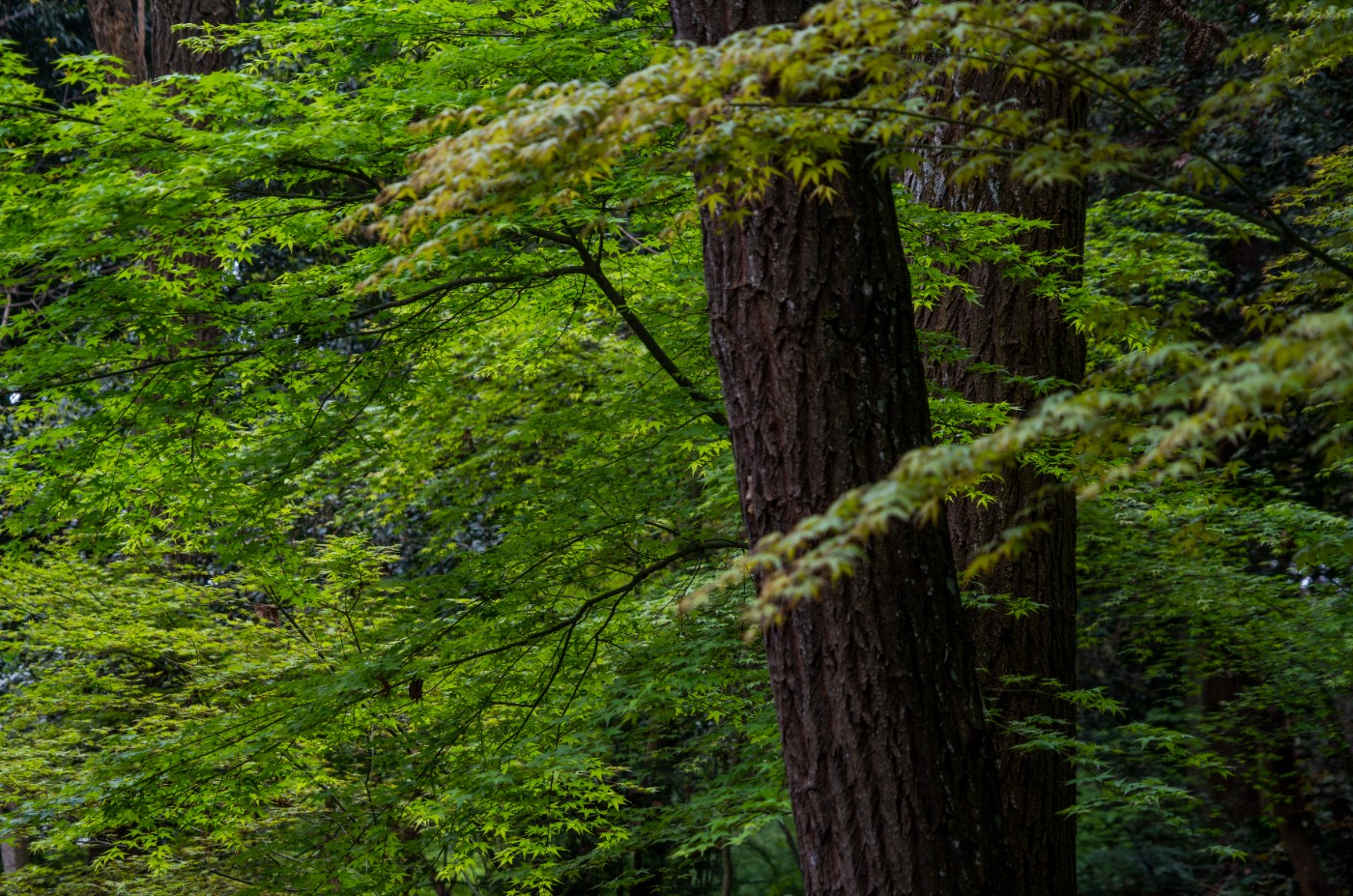 DSC00055 ����.jpg