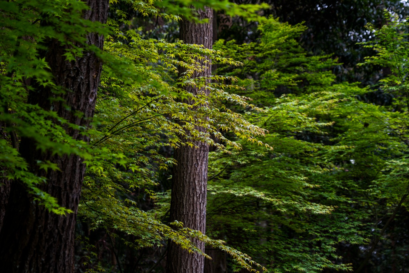 DSC00056 ����.jpg