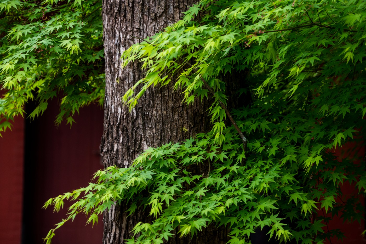 DSC00061 ����.jpg