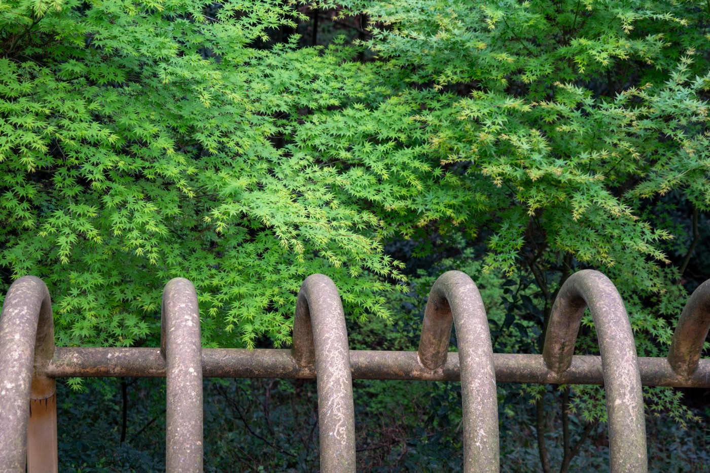 DSC00074 ����.jpg