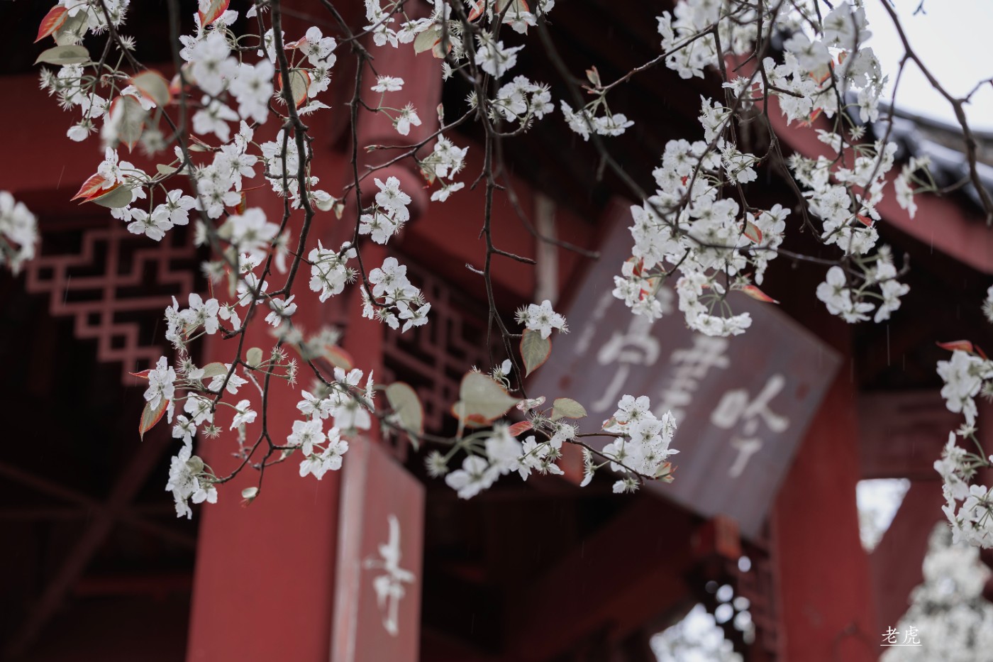 _P5A1738 ����.jpg