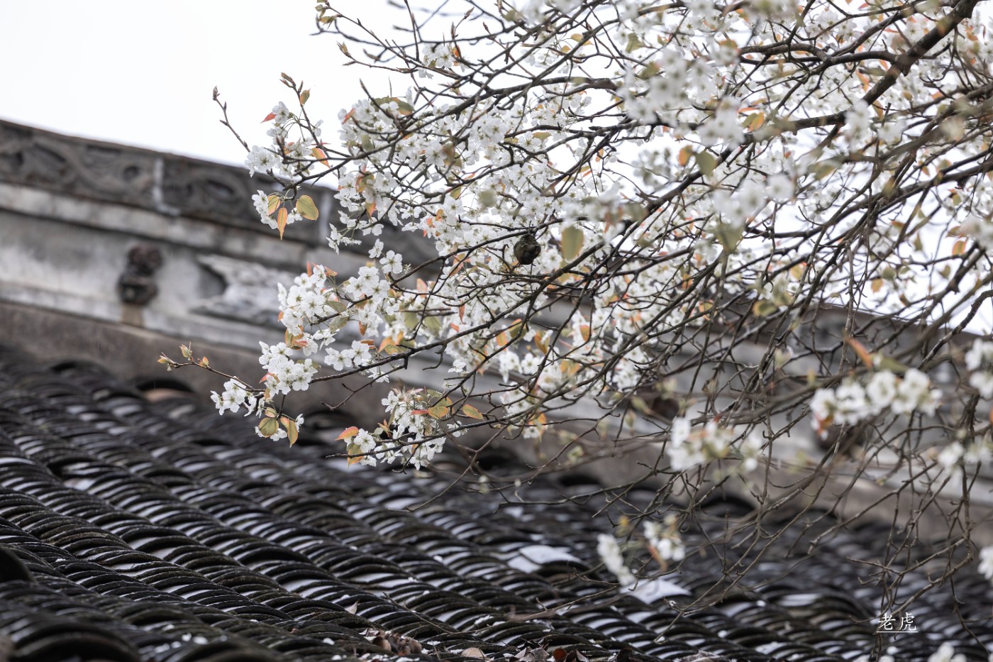 _P5A1764 ����.jpg