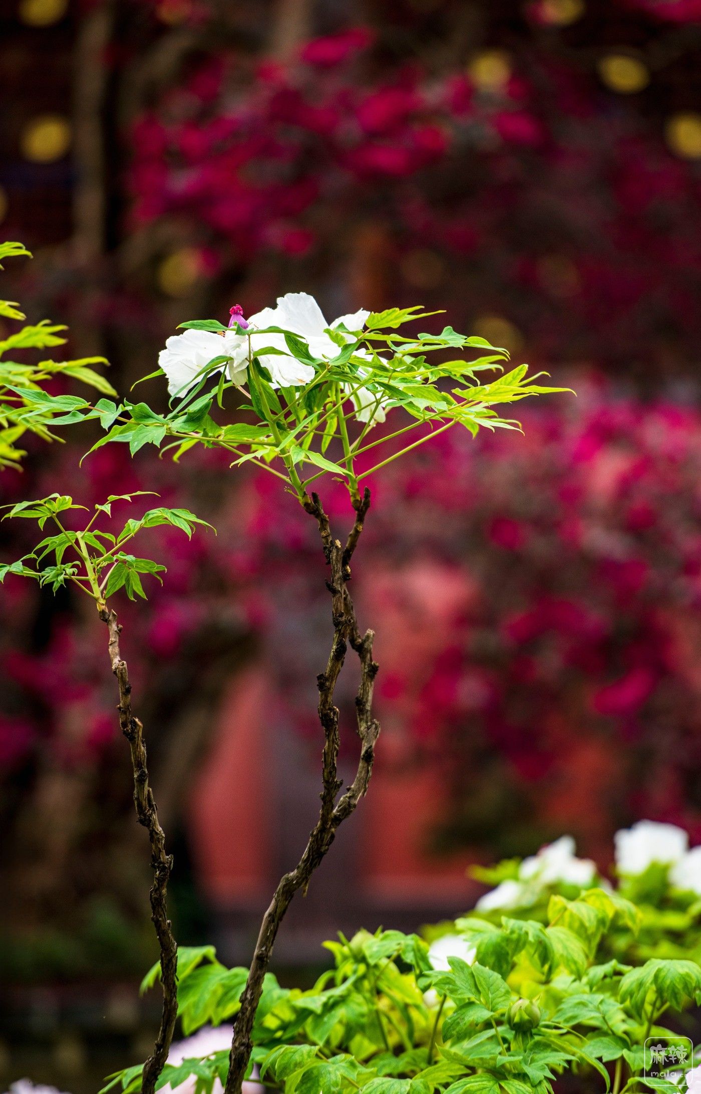 DSC_3832 ����.jpg