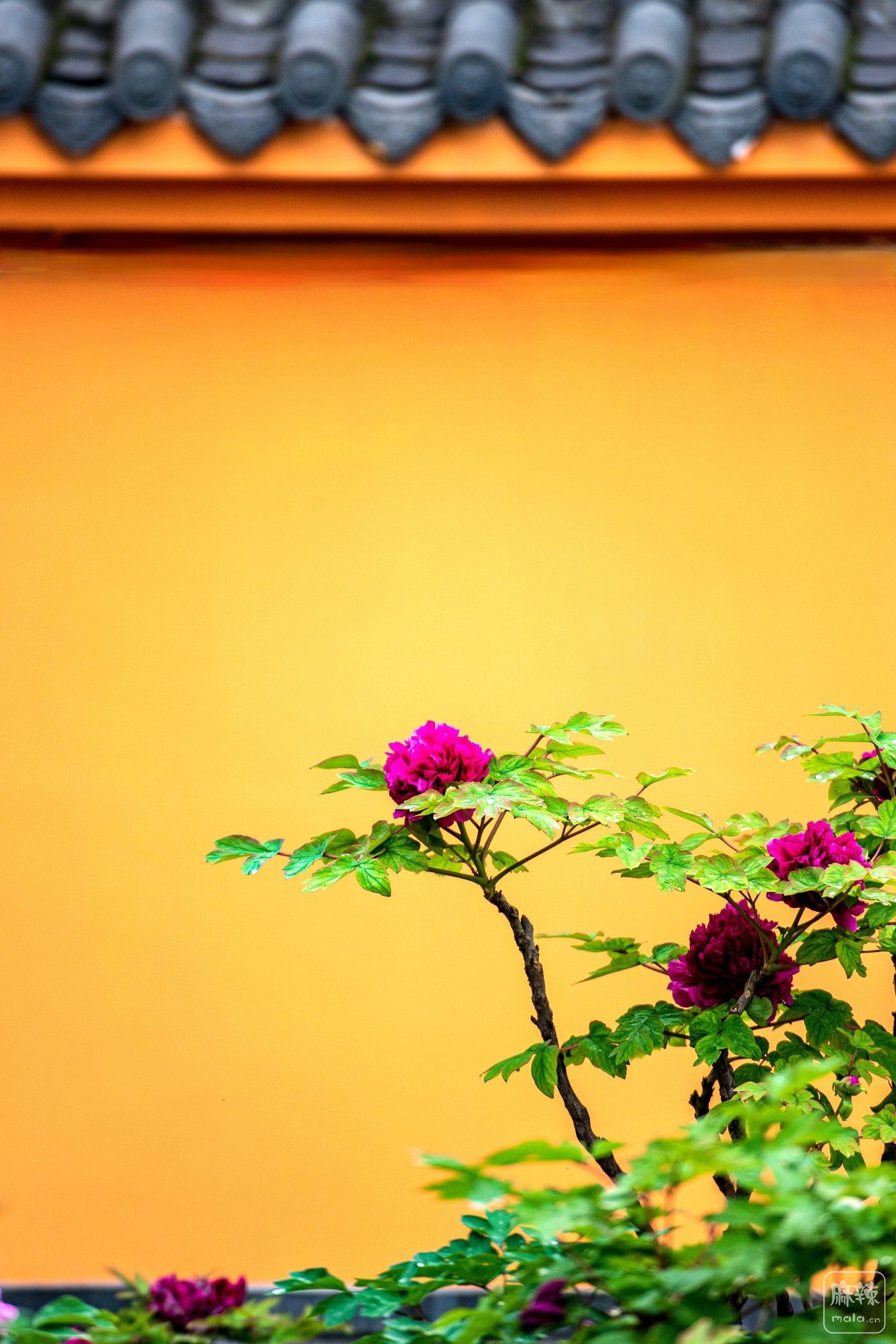 DSC_3916 ����.jpg