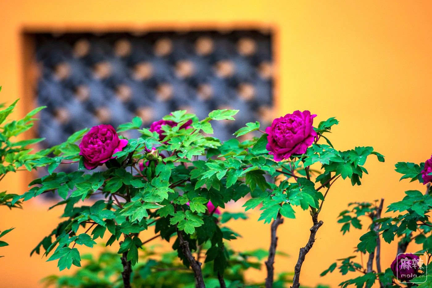 DSC_3940 ����.jpg