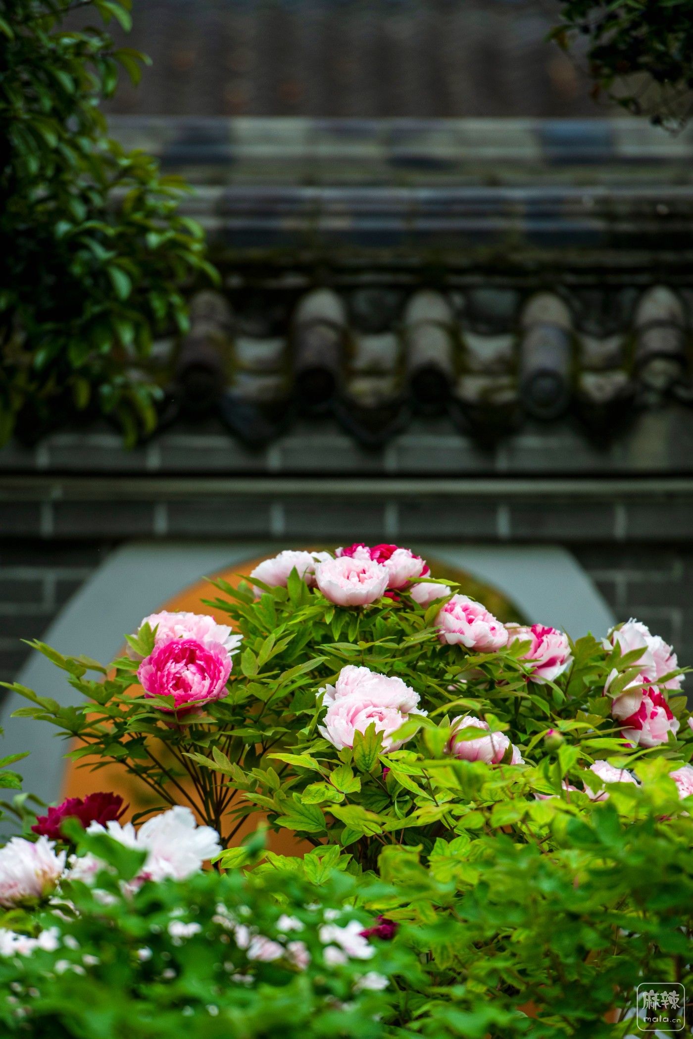 DSC_3853 ����.jpg