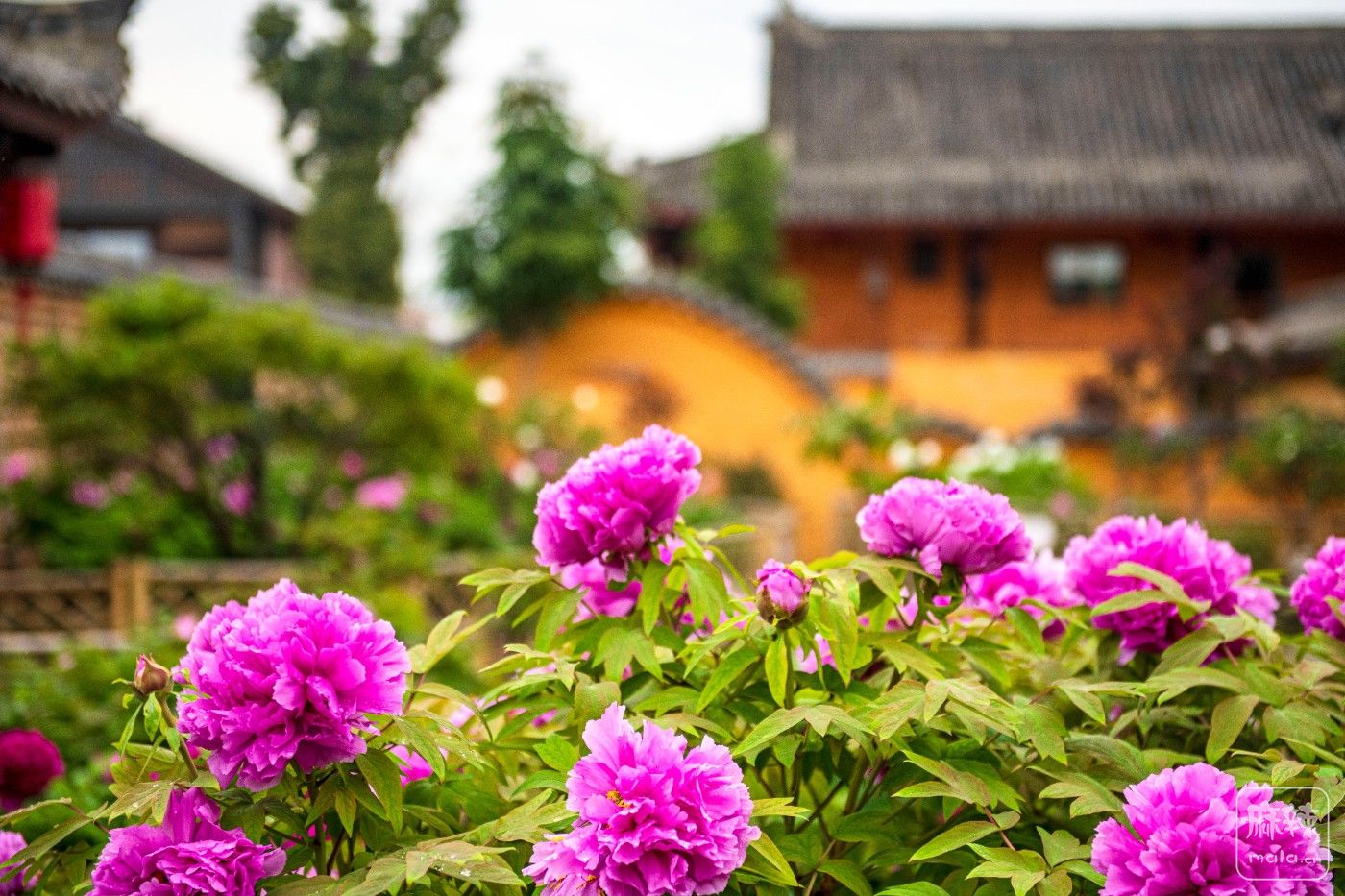 DSC_3790 ����.jpg