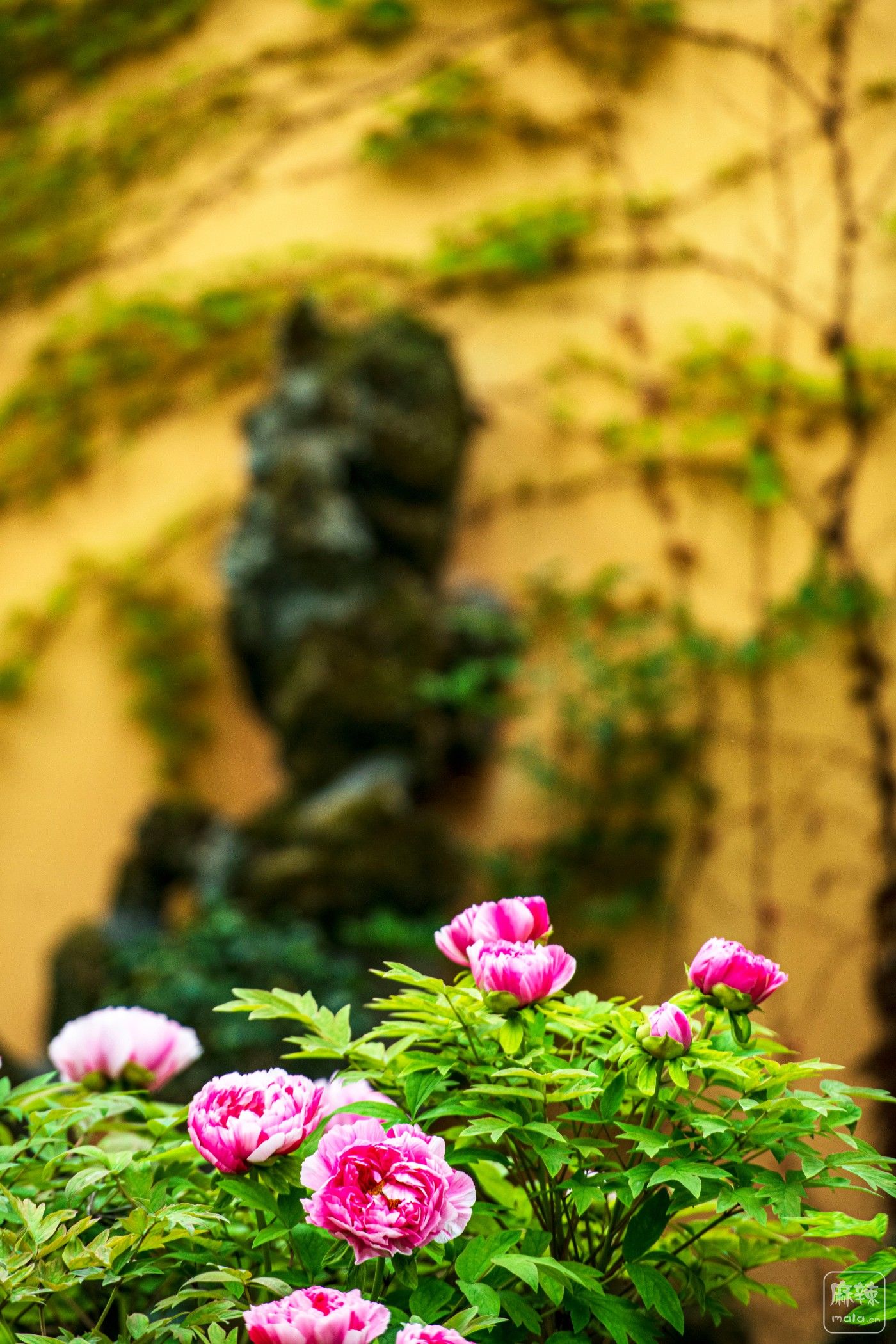 DSC_3860 ����.jpg