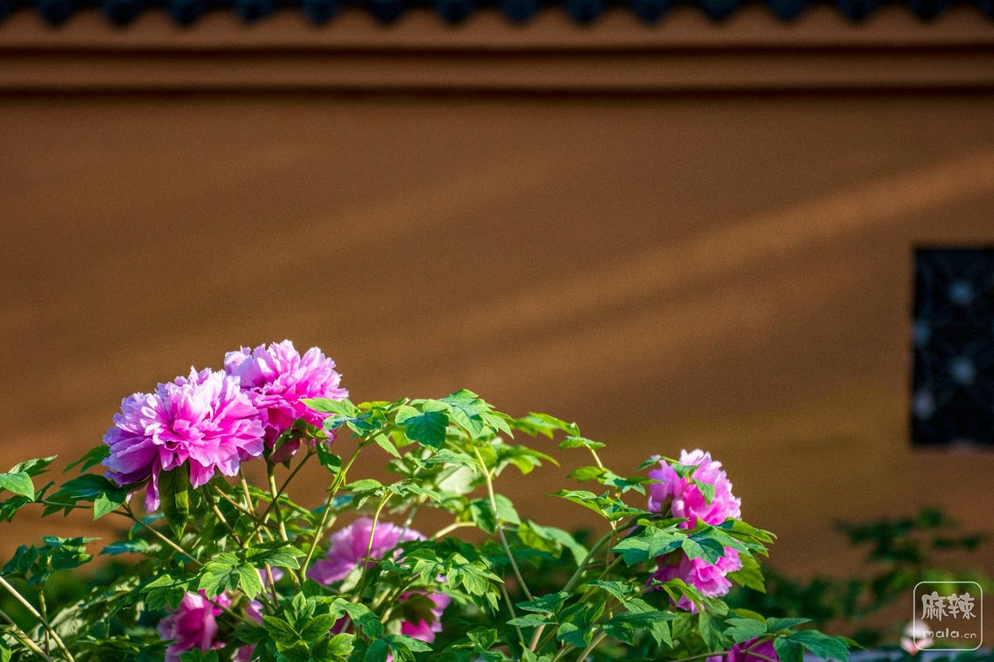 DSC_4048 ����.jpg