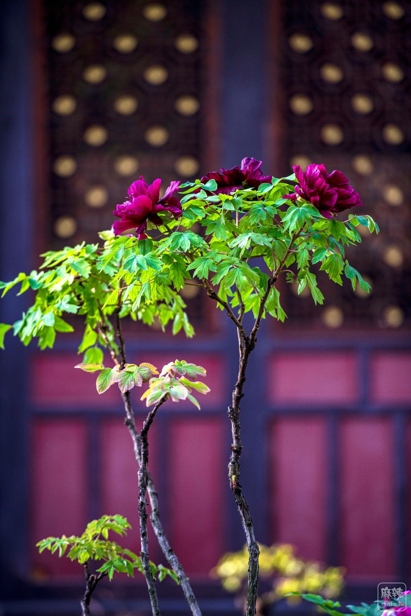 DSC_4117 ����.jpg