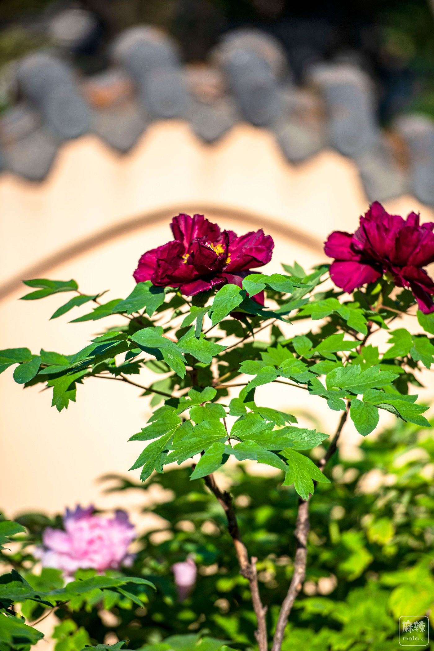 DSC_4109 ����.jpg