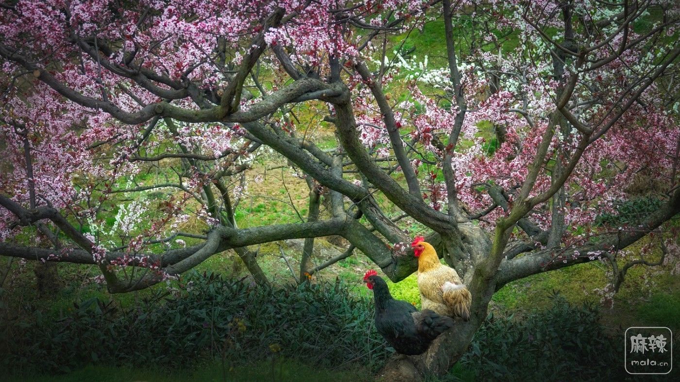 ��԰����    һ����������ֻ�Ҽ���������Ұ���յ�ģ����-01.jpg