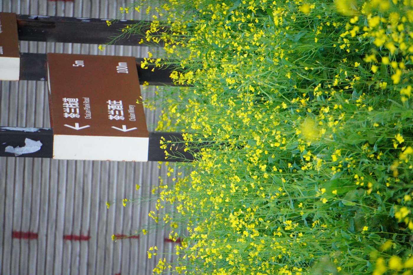 ������ɽ��Ĵ�