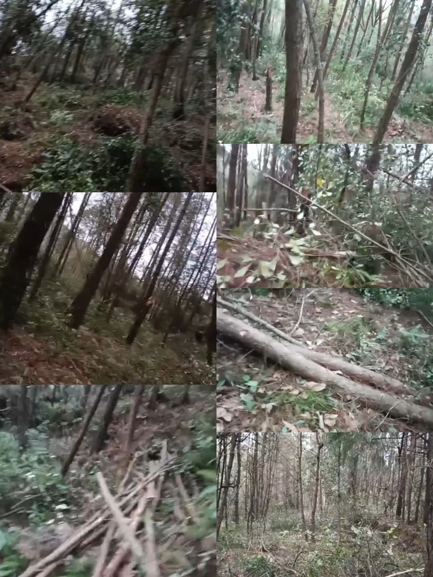 ������Ƭ