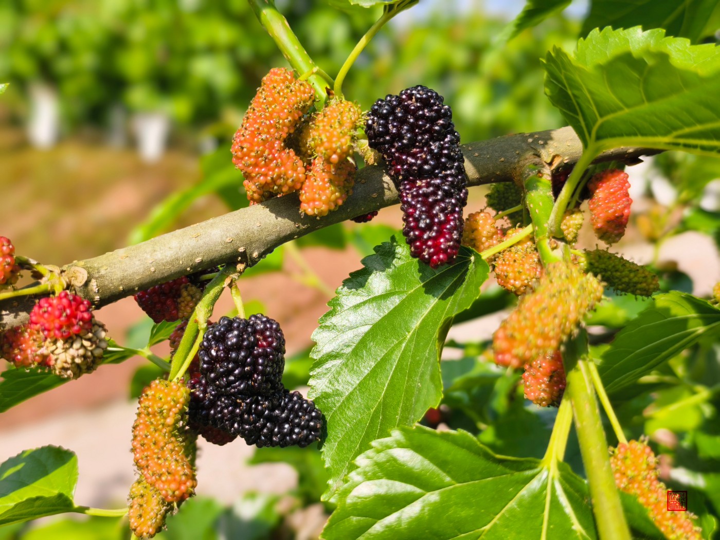 ���þ�ͷ��¼���硿Ӫɽ��ˮ�Ͼ�ɣ�ز�ժ����