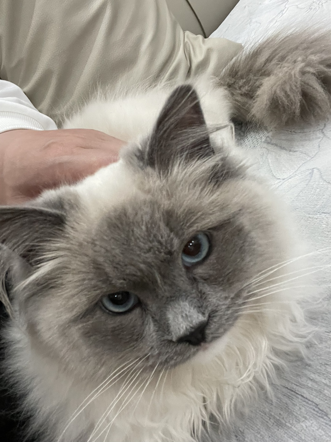 �Ҽҵ�С��è