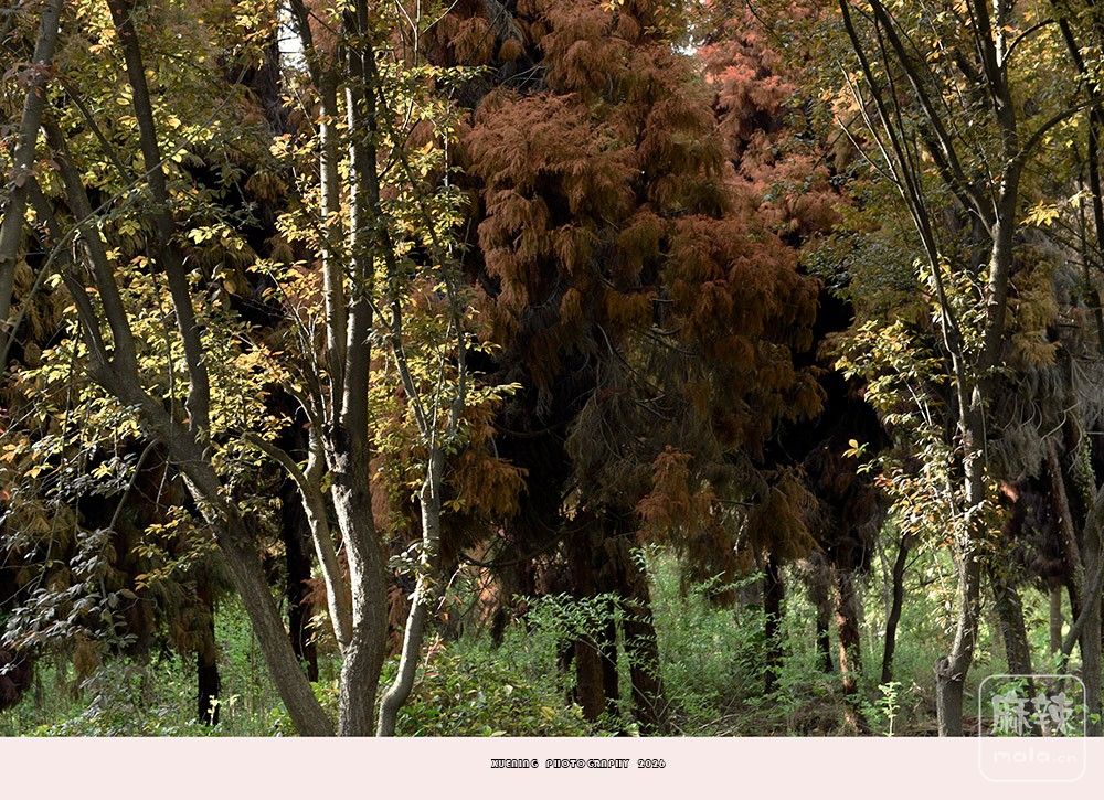 _DSC6787 ����.jpg