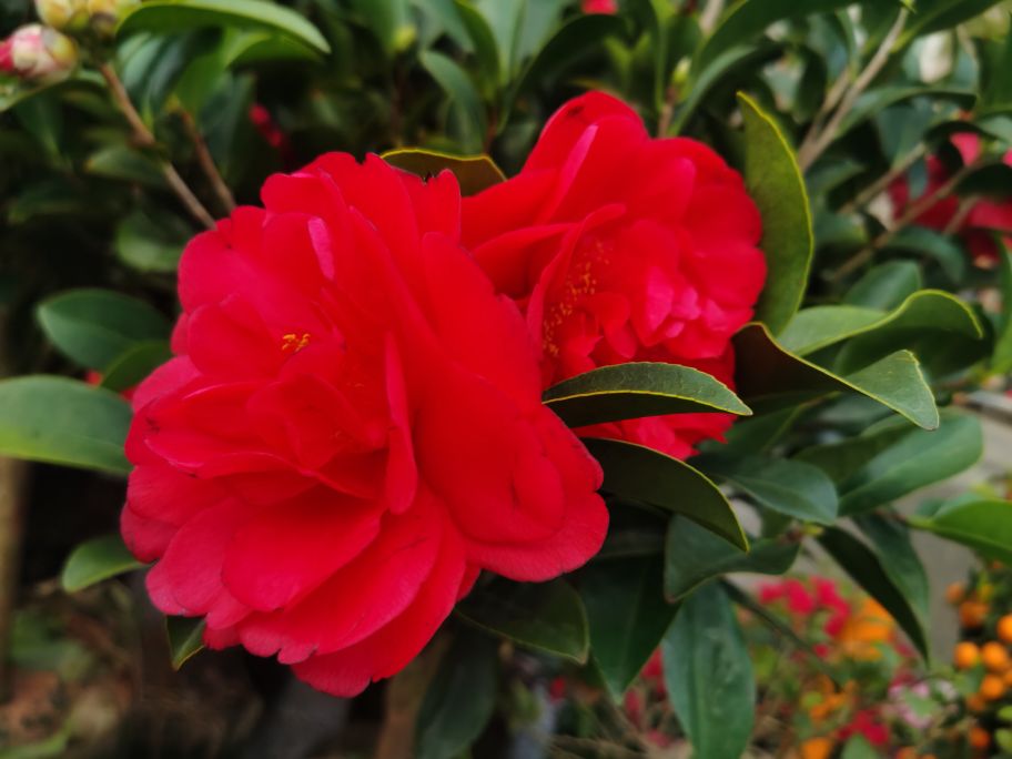 ��԰�������ʮ������־